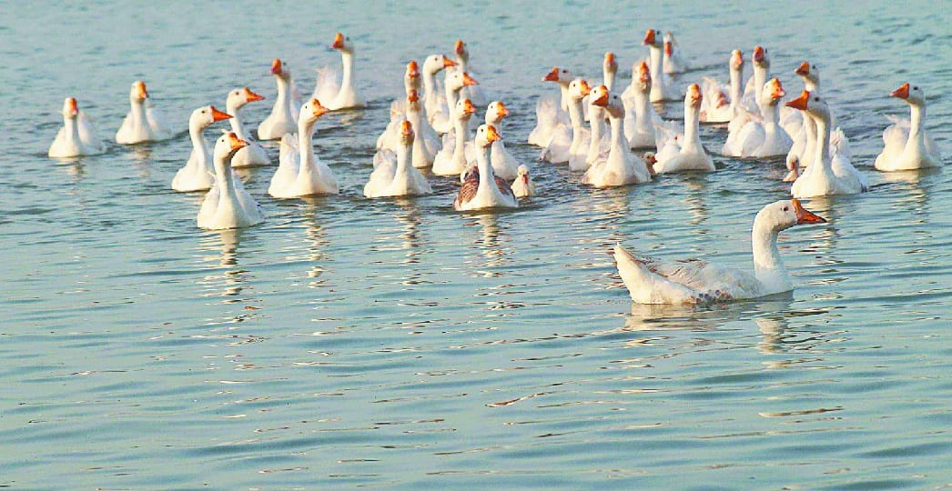 Birdflue hisar, Hisar