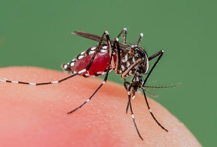 Five dengue patients admitted to the district hospital