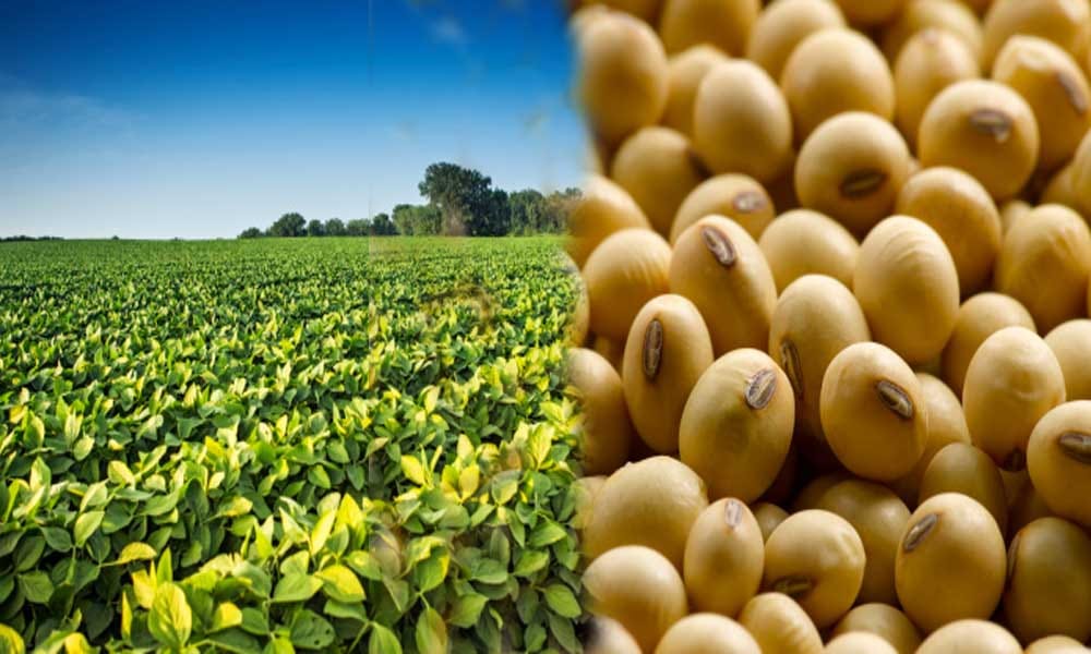 Madhya pradesh assembly election 2018: Soyabean farming to play key role in Malwa region