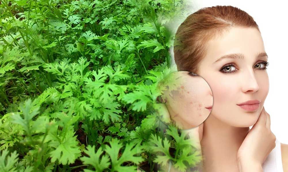 Benefits Of Green Coriander Amar Ujala Hindi News Live मुंहासों से