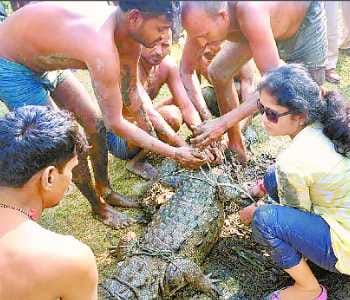 crocodile caught from Jamuria brook