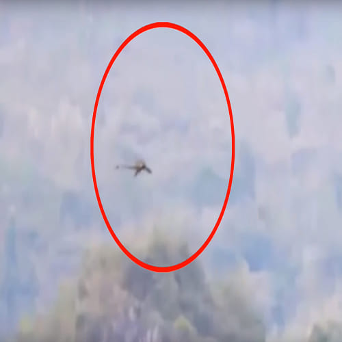  dragon caught on camera in China