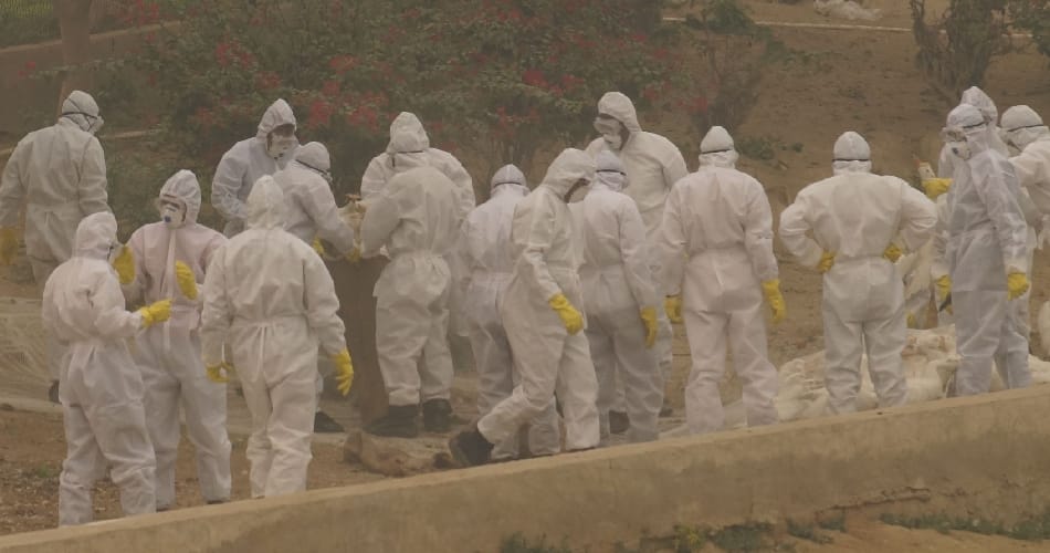 ducks killing operation in blue bird lake of hisar in haryana due to bird flu high alert