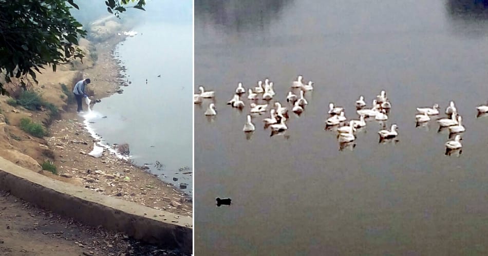 Killing operations continued for the second day, killing 11 and duck hidden in the bushes