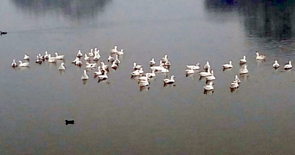 सिरौलिया गांव में रहस्यमय हालात में छह बतखों की मौत