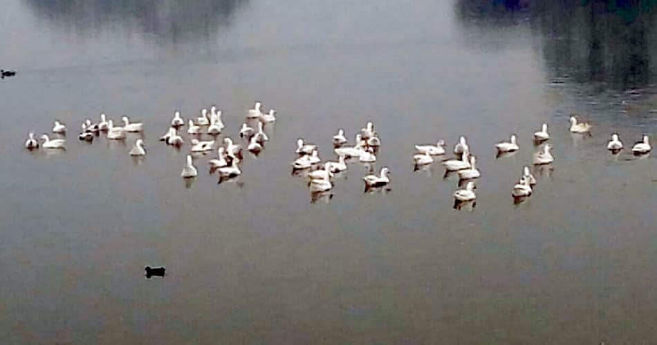 Why China is sending ducks to tackle locust attacks in Pakistan