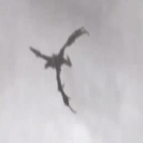  dragon caught on camera in China