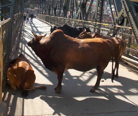 Gomti bridge hit the bulls clash jam
