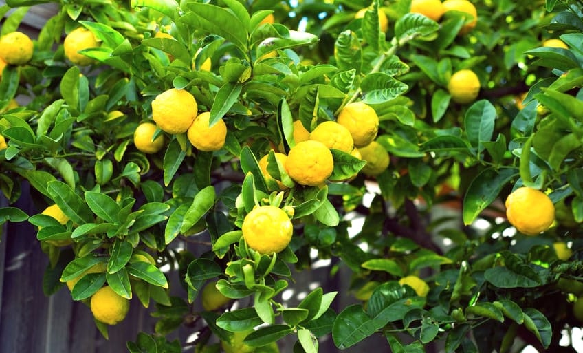 Rainy fruit plants costlier in Himachal, increased prices
