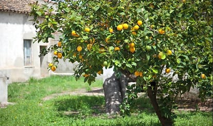 Now Lemon and other Fruits will be insured.
