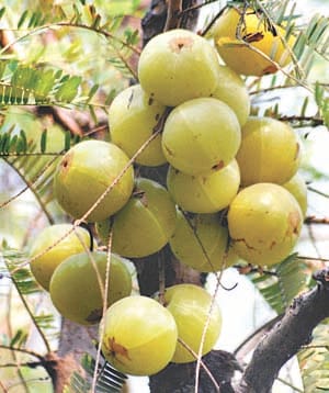 inspite of better crop, aanwla farmers is not happy