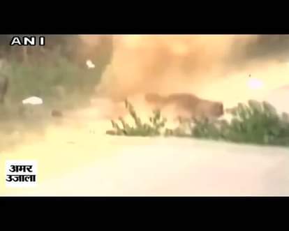 Sniffer dog scaped in IED Bomb blast in Odisha