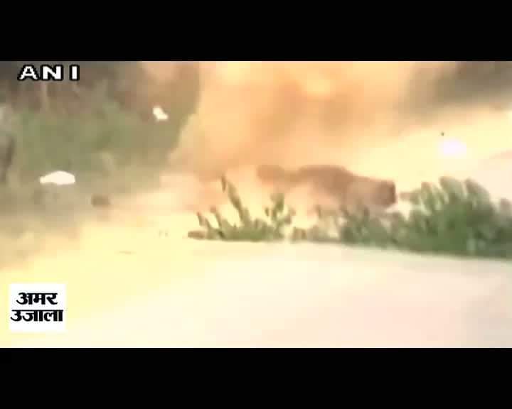 स्निफर डॉग