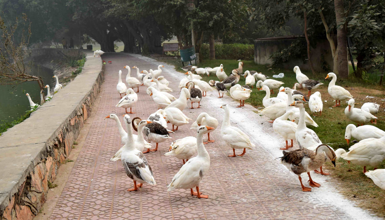 Bird Flu: external feeding birds in the lake ban, news of rohtak