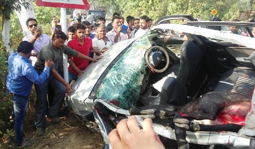 cow hitted cars, car damaged 