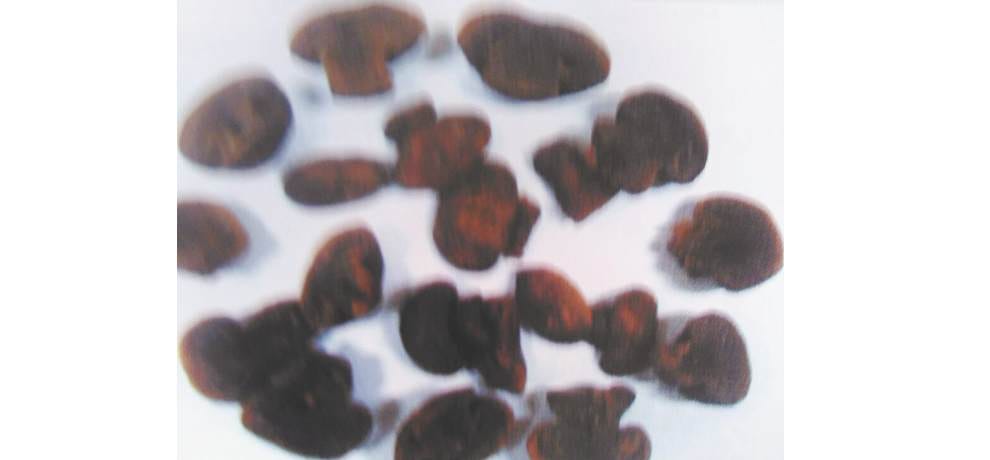 Directorate of Mushroom Research Solan prepared candy that give vitamins and protein