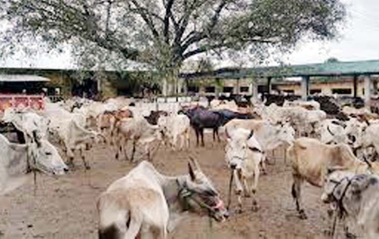 death of cows will be detect 