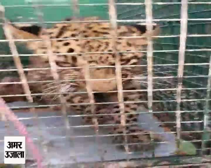 जम्मू में तेंदुए का रेस्क्यू ऑपरेशन