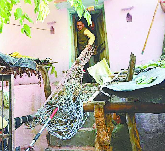 Leopard came under control after 29 hours of work