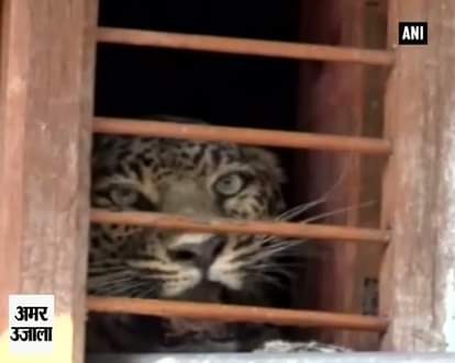 Watch: Leopard rescued from village after 30 hours