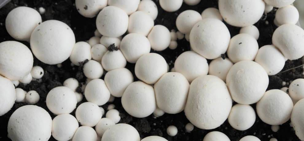 Dingri pleased to Kisanaen mushrooms