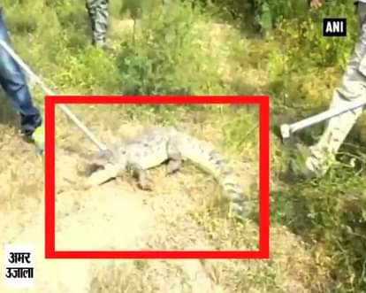Crocodile rescued from residential compound in Vadodara