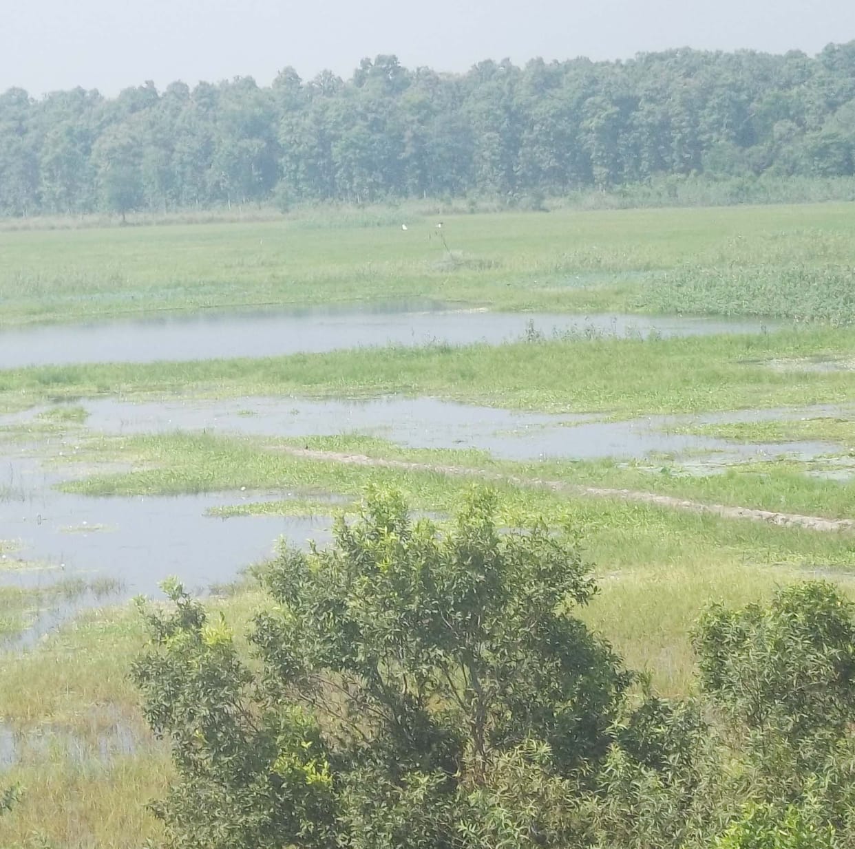 Migratory birds began buzzing from lowland reservoir