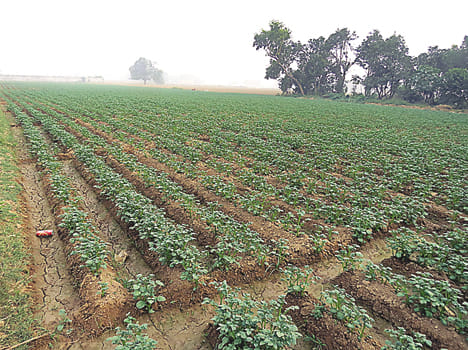 Haze not panic like potato farmer