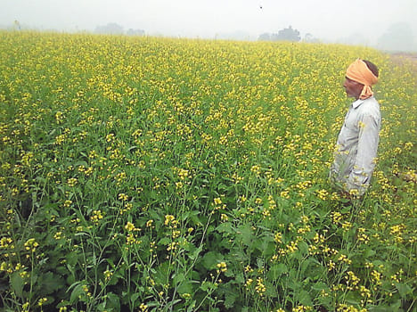 Mustard, pea aphids and Chepa attack on