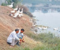 bird flue, alert, 144 sample collected, kaithal
