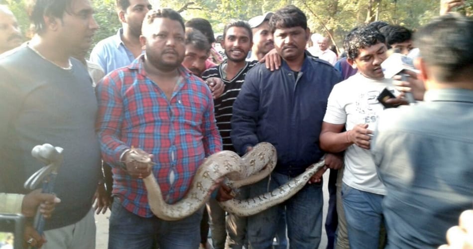 python found near the back of the range golf clubs Sukhna lake