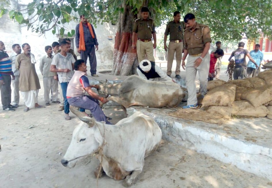 Three animals smugglers arrested