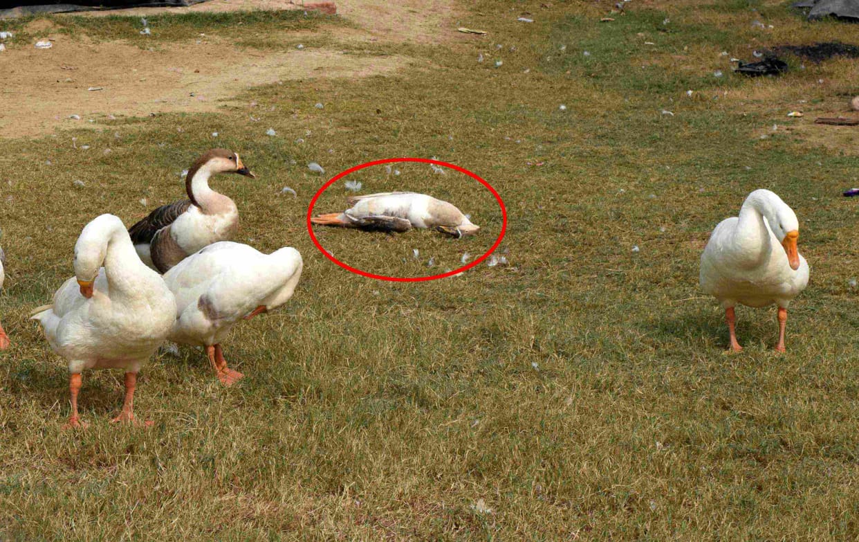 Bird Flu Alert Issued in Uttarakhand Today