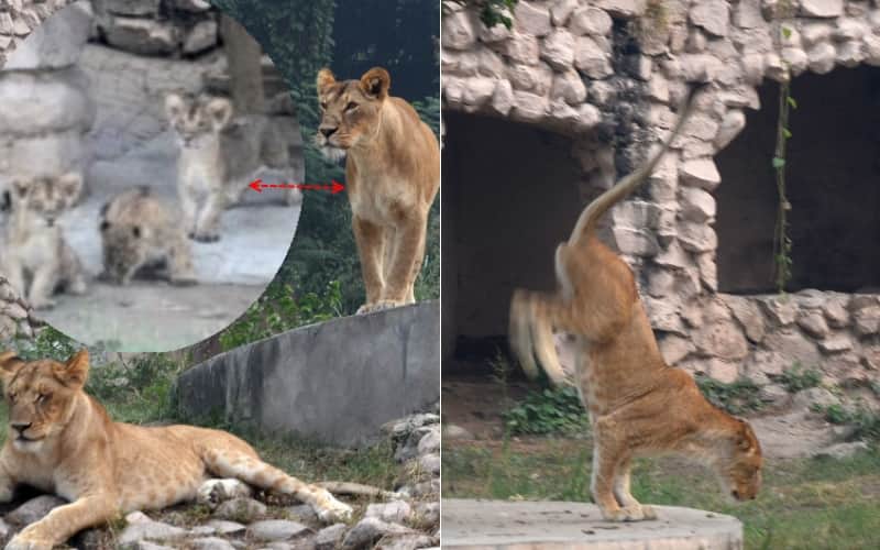 vasundhra cubs in lucknow zoo