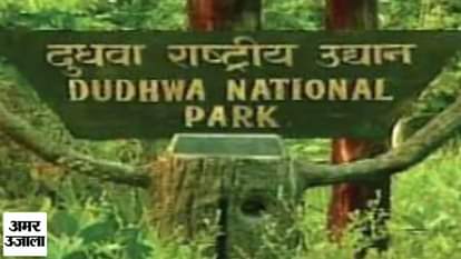 Elephants creates ruckus in dudhwa national park