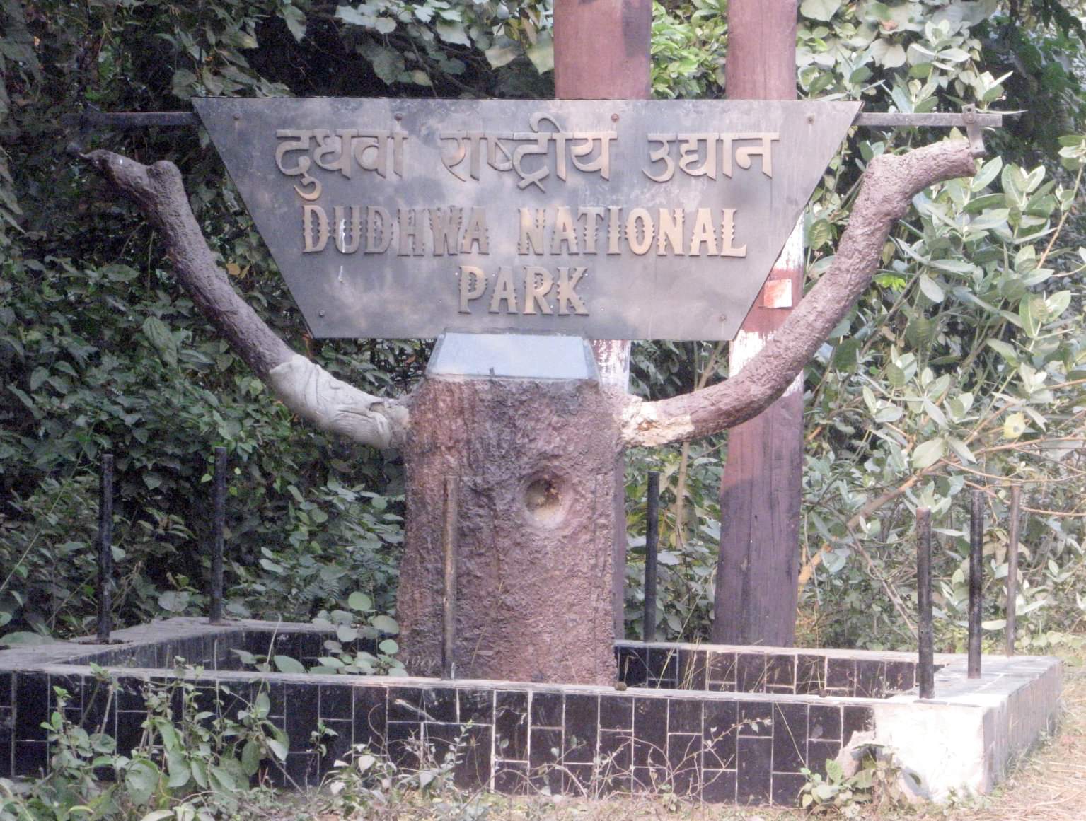 Dudhwa Tiger Reserve found rare species of orchid flowers after 118 years