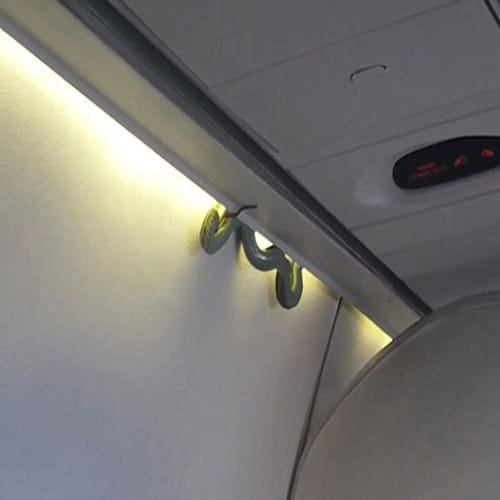 Plane makes emergency landing after snake found