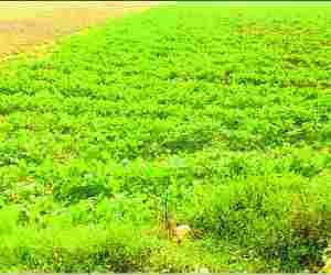 Farmers worry for crops 