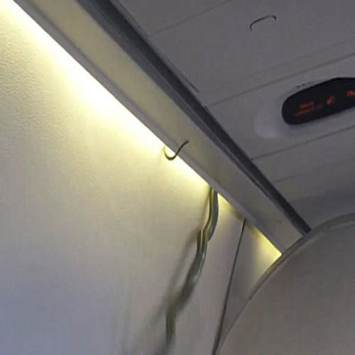 Plane makes emergency landing after snake found