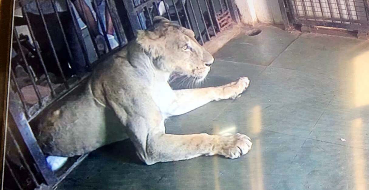 tigresss death in etawah safari