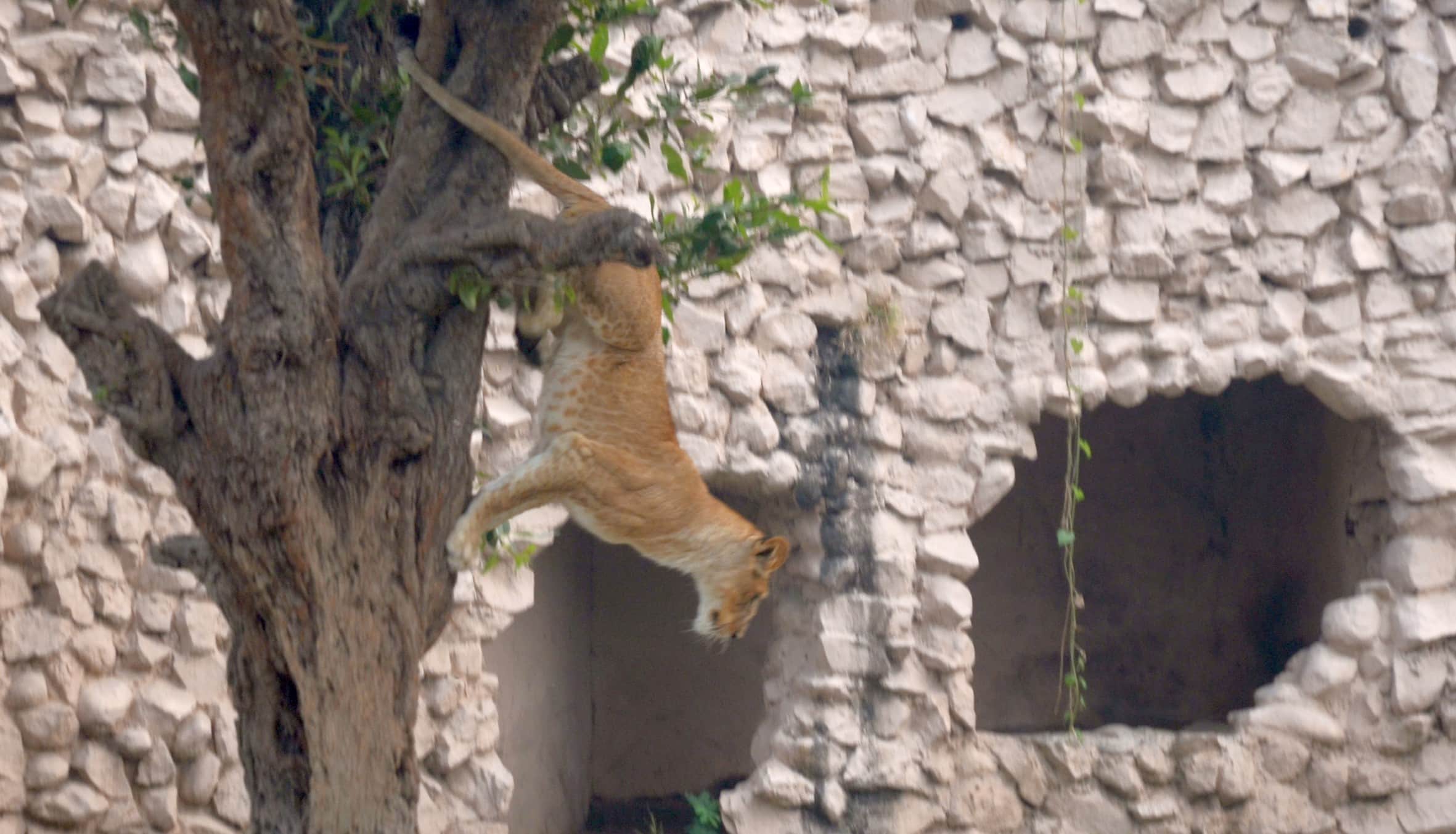 vasundhra cubs in lucknow zoo