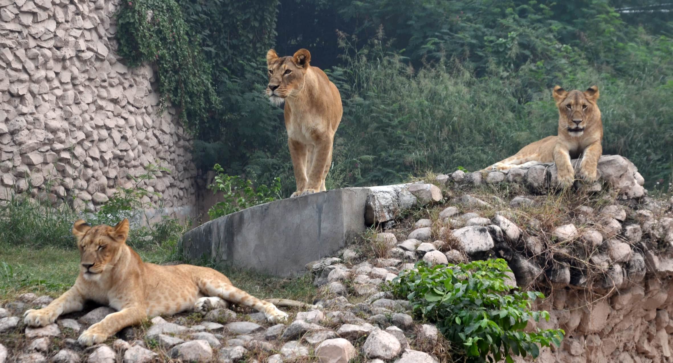 vasundhra cubs in lucknow zoo