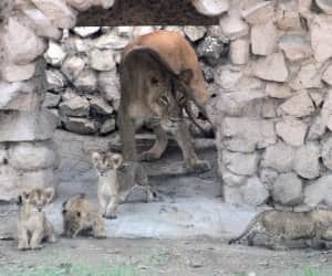 vasundhra cubs in lucknow zoo