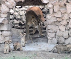 vasundhra cubs in lucknow zoo
