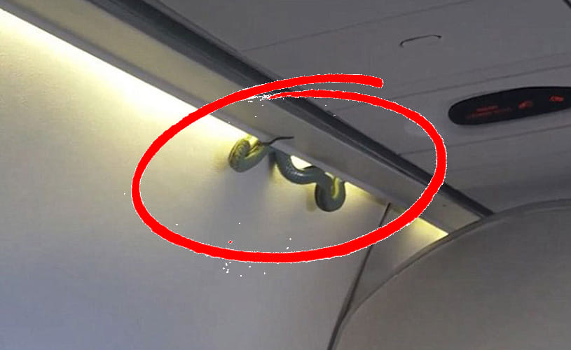 Plane makes emergency landing after snake found
