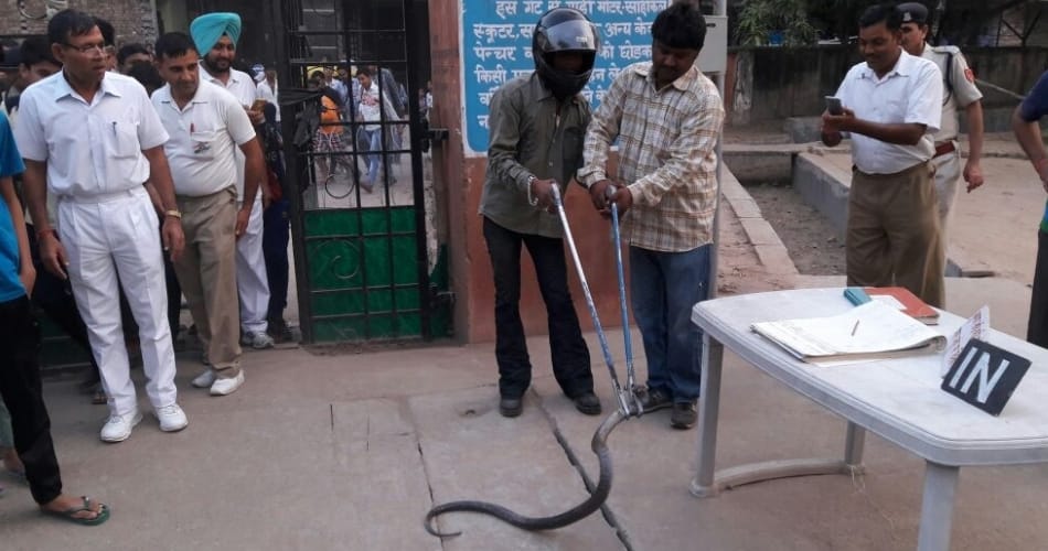 black cobra found in hallomazra chandigarh