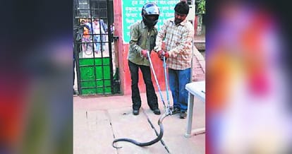 black cobra found in hallomazra chandigarh