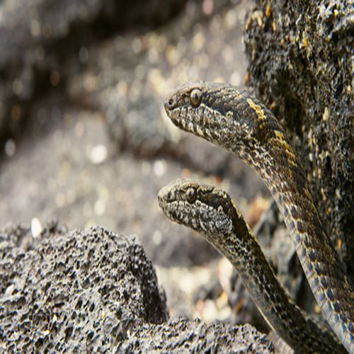 Planet Earth 2 iguana vs. snake scene