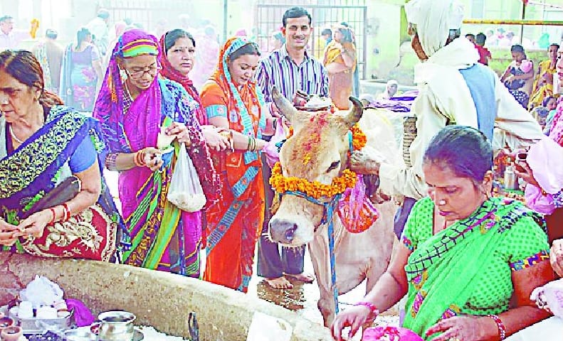 The worship of cows