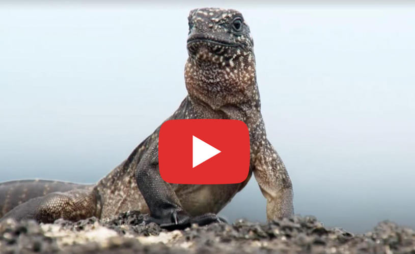 Planet Earth 2 iguana vs. snake scene